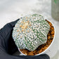 Custom Order- We’ll send you the exact live plant pictured (T5) (r1) | Imported From Japan | 3" Pot