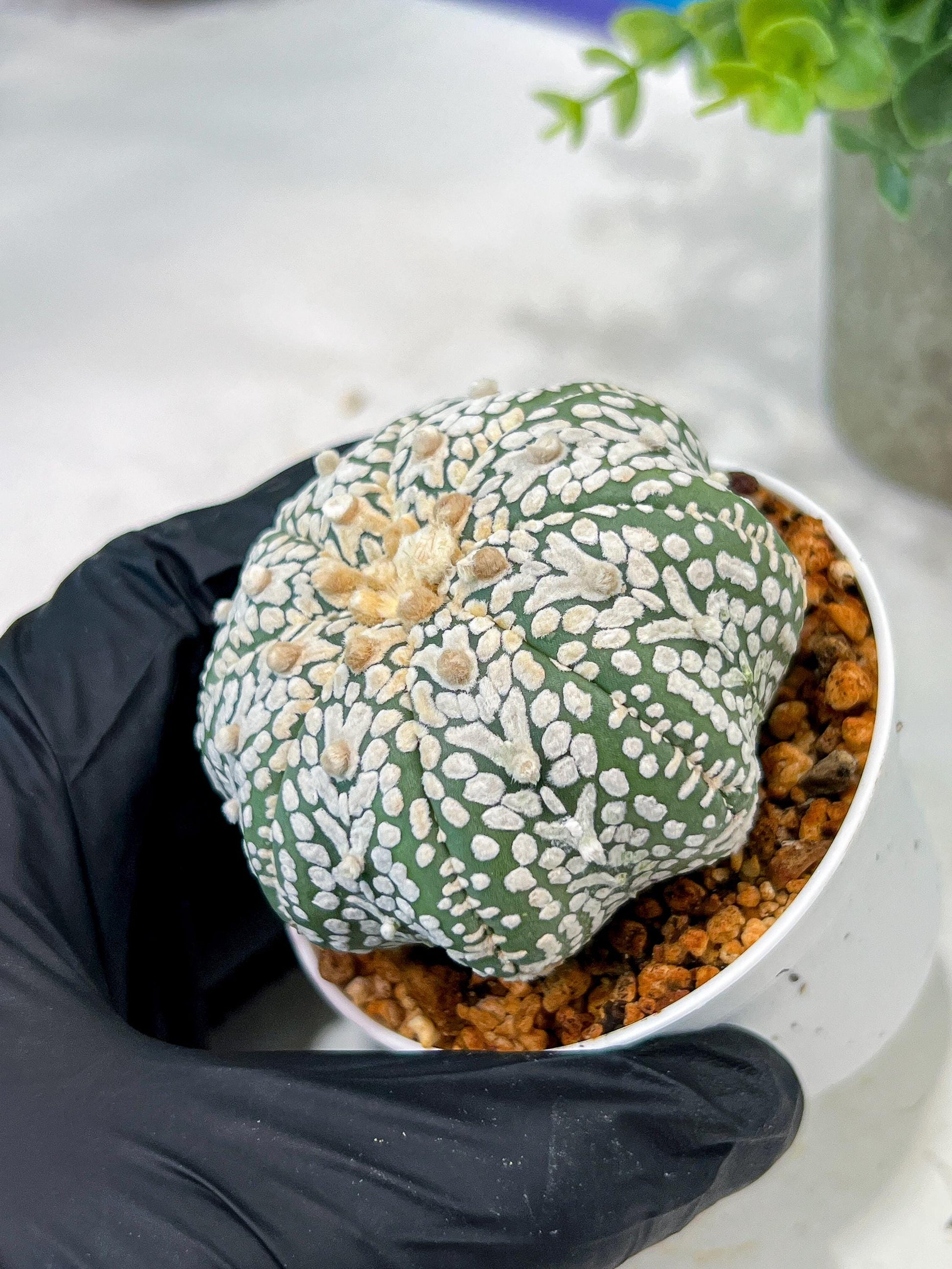 Custom Order- We’ll send you the exact live plant pictured (T5) (r1) | Imported From Japan | 3" Pot