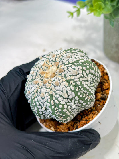Custom Order- We’ll send you the exact live plant pictured (T5) (r1) | Imported From Japan | 3" Pot