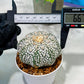 Custom Order- We’ll send you the exact live plant pictured (T5) (r1) | Imported From Japan | 3" Pot