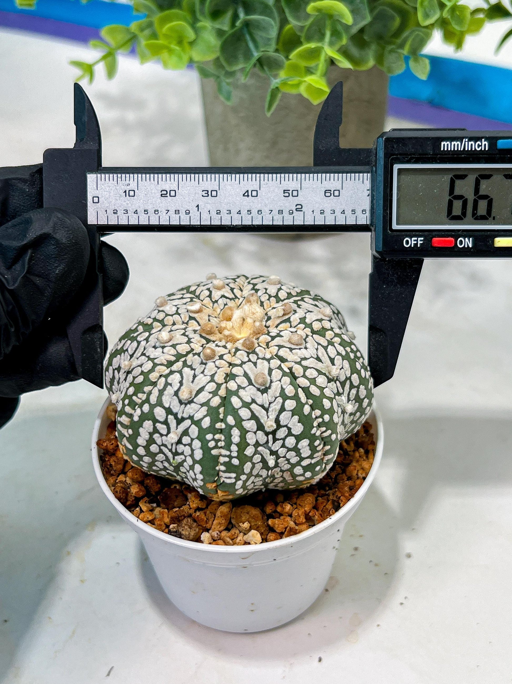 Custom Order- We’ll send you the exact live plant pictured (T5) (r1) | Imported From Japan | 3" Pot