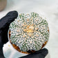 Custom Order- We’ll send you the exact live plant pictured (T5) (r1) | Imported From Japan | 3" Pot