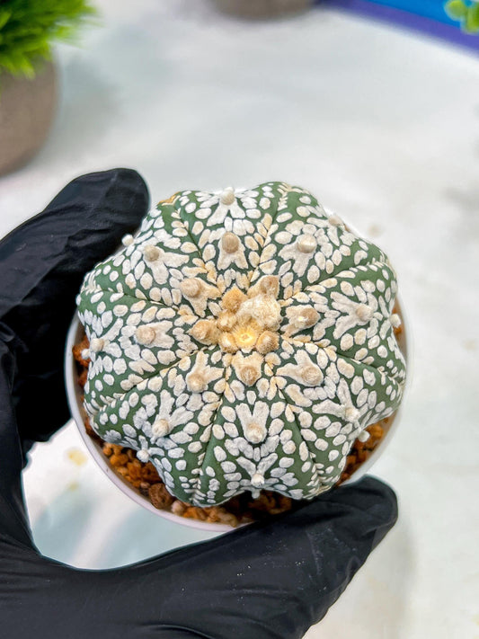 Custom Order- We’ll send you the exact live plant pictured (T5) (r1) | Imported From Japan | 3" Pot