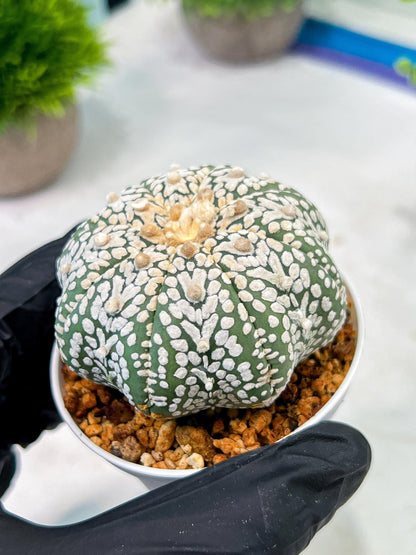 Custom Order- We’ll send you the exact live plant pictured (T5) (r1) | Imported From Japan | 3" Pot