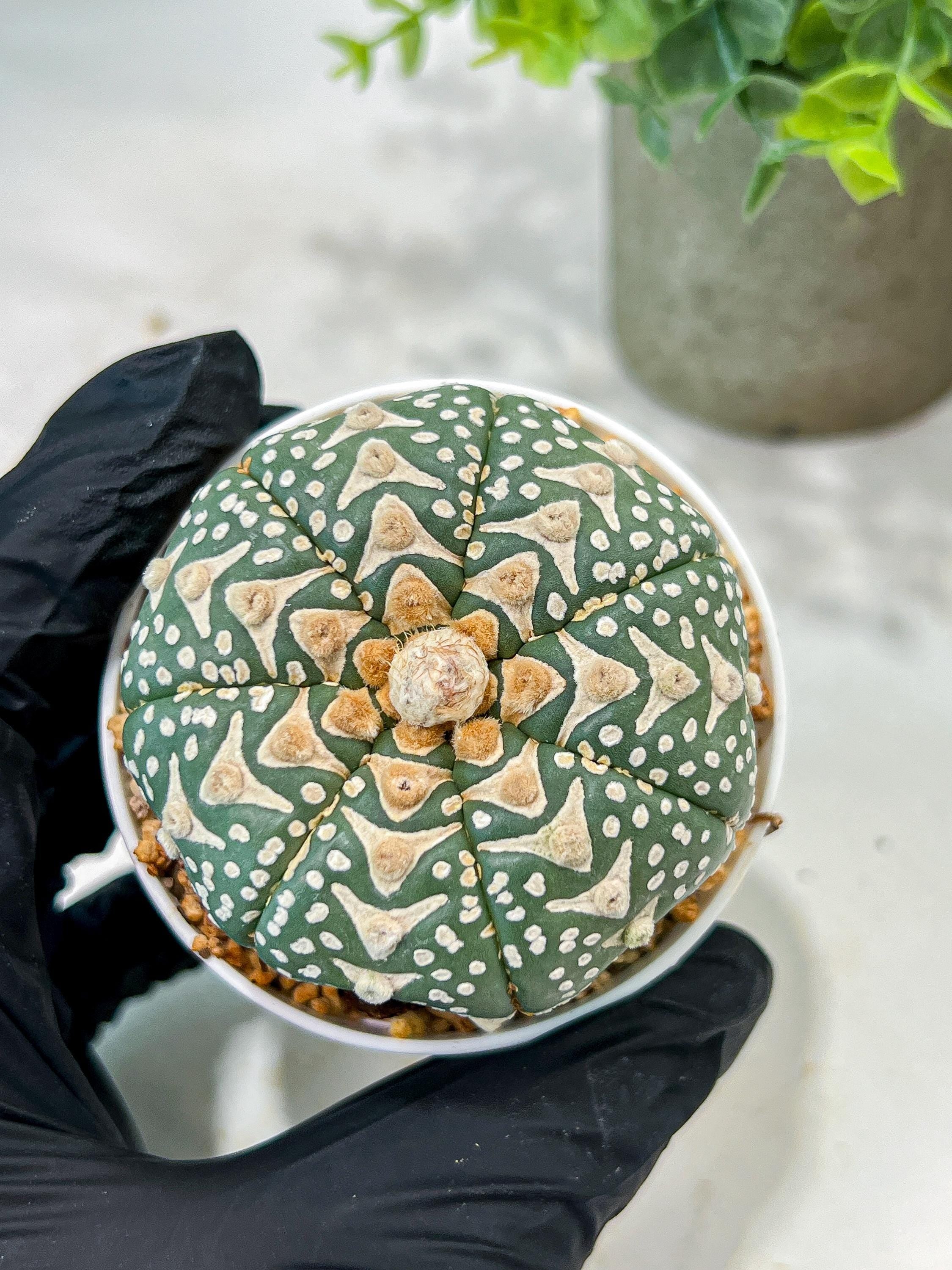 Custom Order- We’ll send you the exact live plant pictured (T5) (r2) | Las Vegas Plant Shop | 3