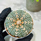Custom Order- We’ll send you the exact live plant pictured (T5) (r2) | Las Vegas Plant Shop | 3" Pot