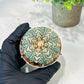 Custom Order- We’ll send you the exact live plant pictured (T5) (r2) | Las Vegas Plant Shop | 3" Pot