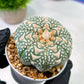 Custom Order- We’ll send you the exact live plant pictured (T5) (r2) | Las Vegas Plant Shop | 3" Pot