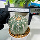 Custom Order- We’ll send you the exact live plant pictured (T5) (r3) | SHIP from USA | 3" Pot