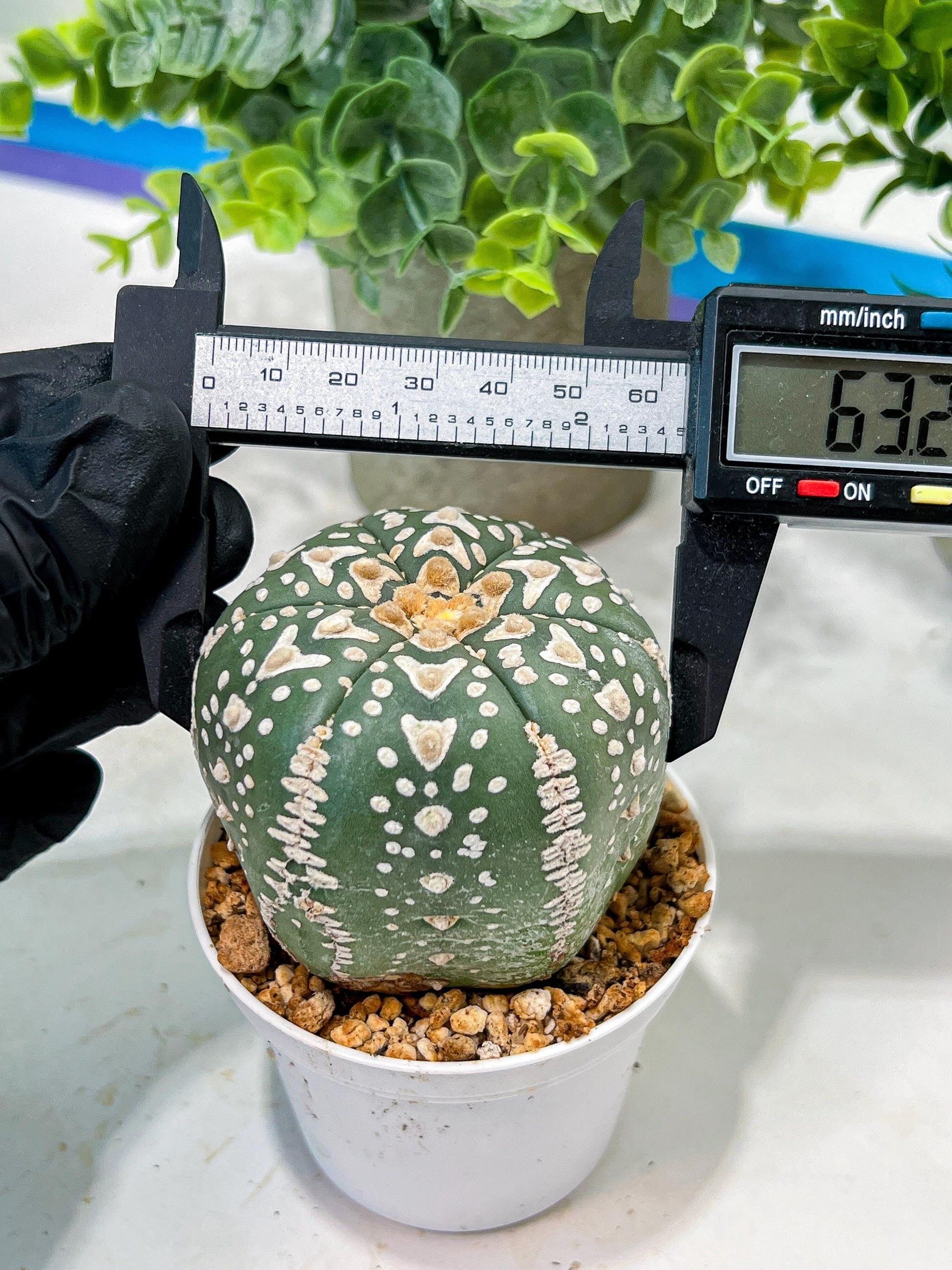 Custom Order- We’ll send you the exact live plant pictured (T5) (r3) | SHIP from USA | 3" Pot