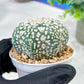 Custom Order- We’ll send you the exact live plant pictured (T5) (r4) | Las Vegas PLANT SELLER| 3" Pot