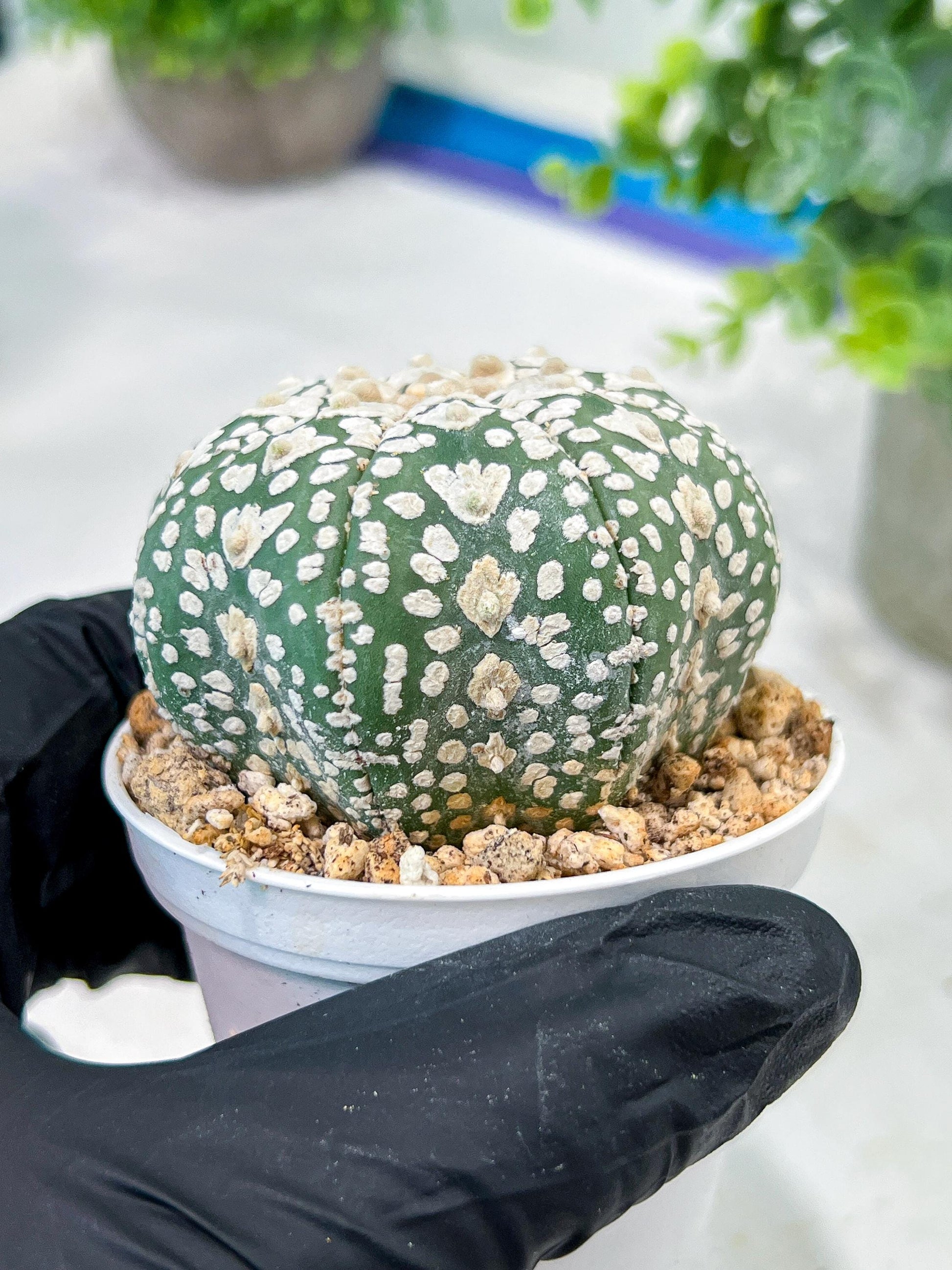 Custom Order- We’ll send you the exact live plant pictured (T5) (r4) | Las Vegas PLANT SELLER| 3" Pot