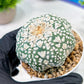 Custom Order- We’ll send you the exact live plant pictured (T5) (r4) | Las Vegas PLANT SELLER| 3" Pot