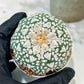 Custom Order- We’ll send you the exact live plant pictured (T5) (r4) | Las Vegas PLANT SELLER| 3" Pot