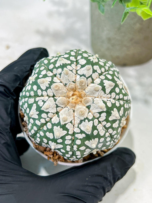 Custom Order- We’ll send you the exact live plant pictured (T5) (r4) | Las Vegas PLANT SELLER| 3" Pot