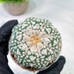 Custom Order- We’ll send you the exact live plant pictured (T5) (r4) | Las Vegas PLANT SELLER| 3" Pot