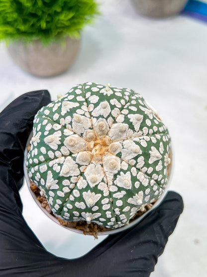 Custom Order- We’ll send you the exact live plant pictured (T5) (r4) | Las Vegas PLANT SELLER| 3" Pot