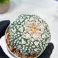 Custom Order- We’ll send you the exact live plant pictured (T5) (r4) | Las Vegas PLANT SELLER| 3" Pot
