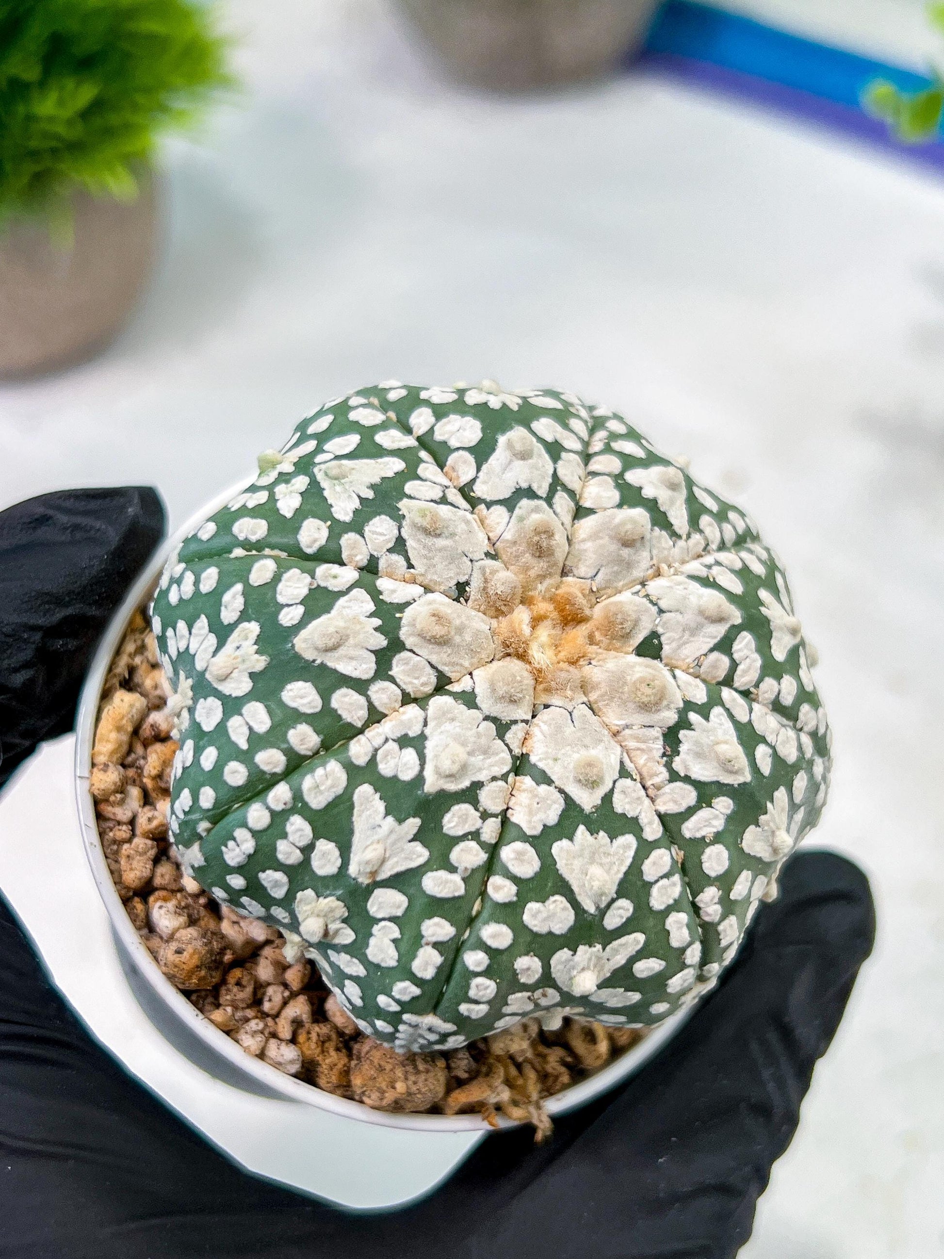 Custom Order- We’ll send you the exact live plant pictured (T5) (r4) | Las Vegas PLANT SELLER| 3" Pot