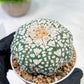 Custom Order- We’ll send you the exact live plant pictured (T5) (r4) | Las Vegas PLANT SELLER| 3" Pot