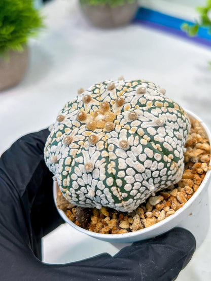 Custom Order- We’ll send you the exact live plant pictured (T5) (r5) | Las Vegas Plant Shp | 3" Pot