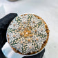 Custom Order- We’ll send you the exact live plant pictured (T5) (r5) | Las Vegas Plant Shp | 3" Pot