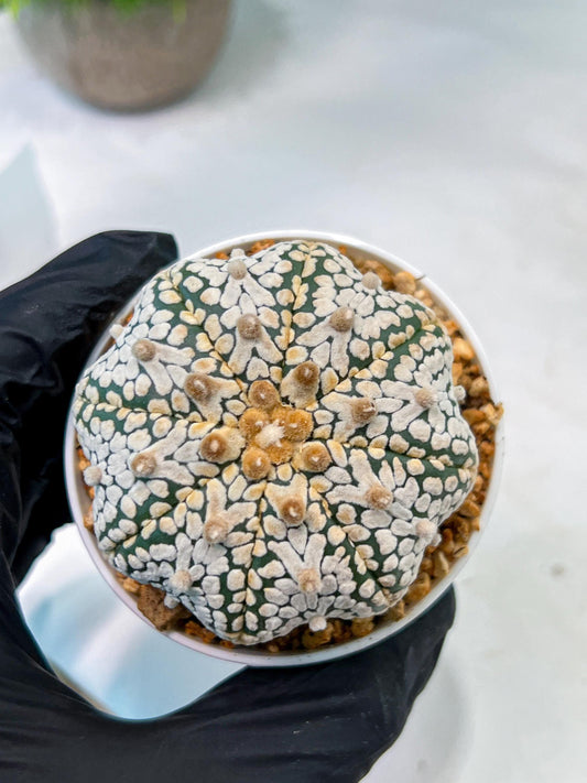 Custom Order- We’ll send you the exact live plant pictured (T5) (r5) | Las Vegas Plant Shp | 3" Pot