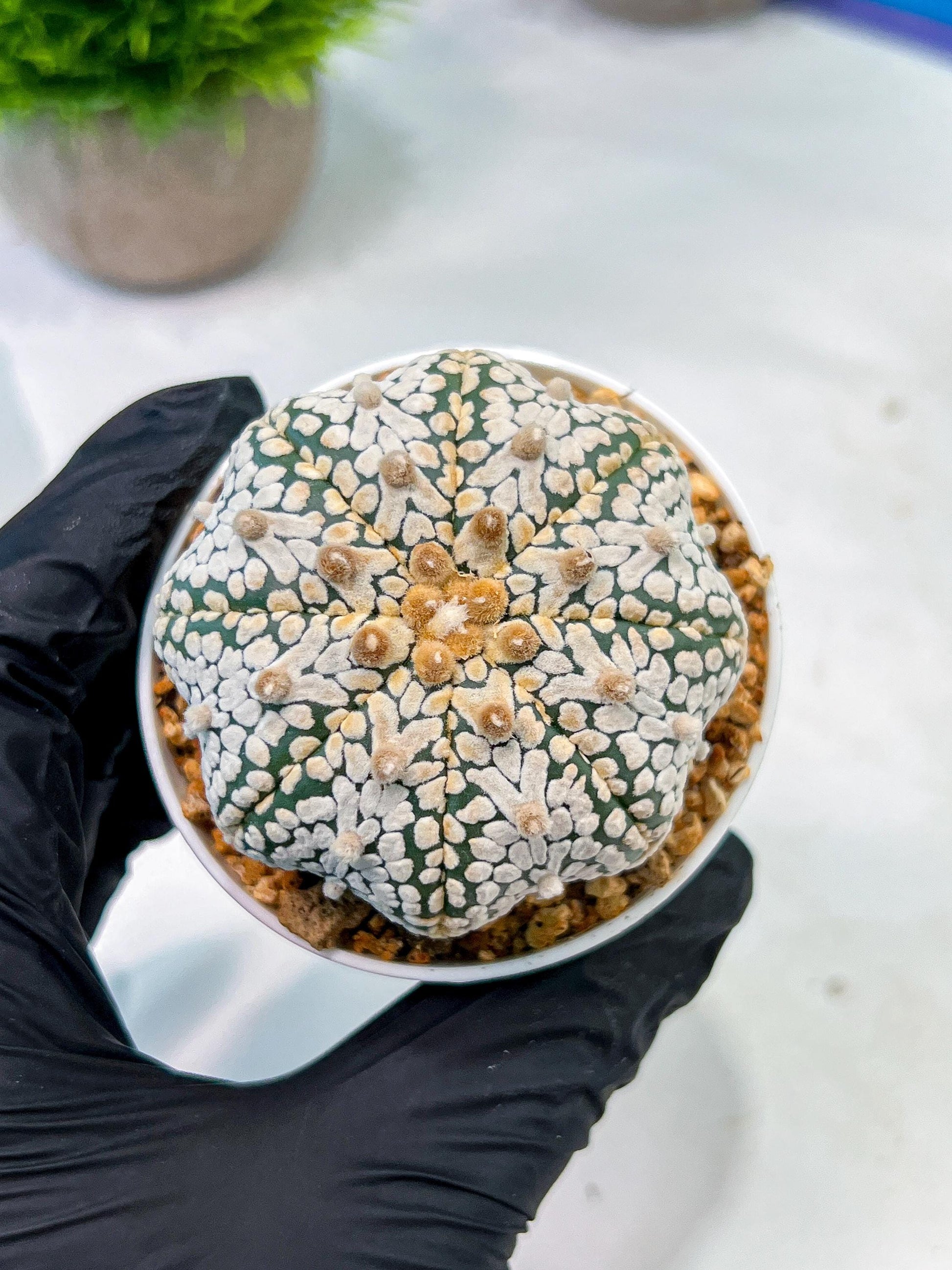 Custom Order- We’ll send you the exact live plant pictured (T5) (r5) | Las Vegas Plant Shp | 3" Pot