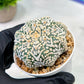 Custom Order- We’ll send you the exact live plant pictured (T5) (r6) | American Plant Seller | 3" Pot