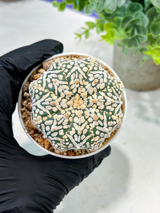Custom Order- We’ll send you the exact live plant pictured (T5) (r6) | American Plant Seller | 3" Pot
