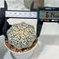 Custom Order- We’ll send you the exact live plant pictured (T5) (r6) | American Plant Seller | 3" Pot