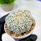 Custom Order- We’ll send you the exact live plant pictured (T5) (r6) | American Plant Seller | 3" Pot