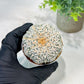 Custom Order- We’ll send you the exact live plant pictured (T5) (r7) | Nevada Plant Seller | 3" Pot