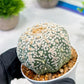 Custom Order- We’ll send you the exact live plant pictured (T5) (r7) | Nevada Plant Seller | 3" Pot