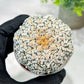 Custom Order- We’ll send you the exact live plant pictured (T5) (r7) | Nevada Plant Seller | 3" Pot