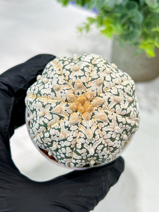 Custom Order- We’ll send you the exact live plant pictured (T5) (r7) | Nevada Plant Seller | 3" Pot