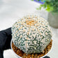Custom Order- We’ll send you the exact live plant pictured (T5) (r7) | Nevada Plant Seller | 3" Pot