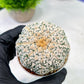 Custom Order- We’ll send you the exact live plant pictured (T5) (r7) | Nevada Plant Seller | 3" Pot