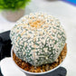 Custom Order- We’ll send you the exact live plant pictured (T5) (r7) | Nevada Plant Seller | 3" Pot