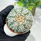 Custom Order- We’ll send you the exact live plant pictured (T5) (o3) | SHIP from USA | 3" Pot
