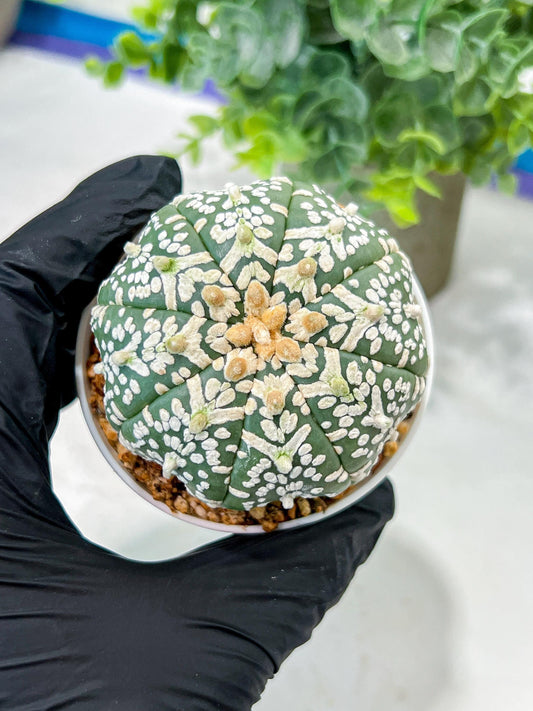 Custom Order- We’ll send you the exact live plant pictured (T5) (o3) | SHIP from USA | 3" Pot