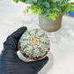 Custom Order- We’ll send you the exact live plant pictured (T5) (o3) | SHIP from USA | 3" Pot