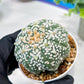 Custom Order- We’ll send you the exact live plant pictured (T5) (o3) | SHIP from USA | 3" Pot