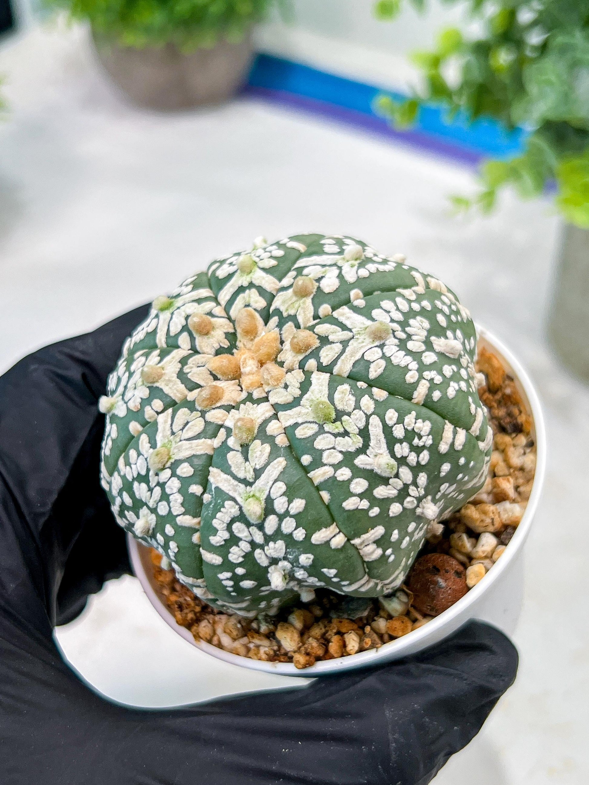 Custom Order- We’ll send you the exact live plant pictured (T5) (o3) | SHIP from USA | 3" Pot