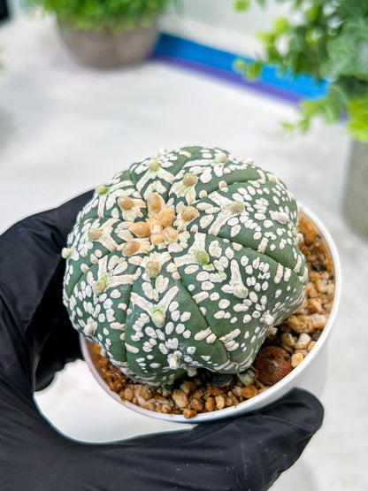 Custom Order- We’ll send you the exact live plant pictured (T5) (o3) | SHIP from USA | 3" Pot