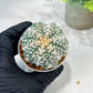 Custom Order- We’ll send you the exact live plant pictured (T5) (o4) | Las Vegas PLANT SELLER| 3" Pot