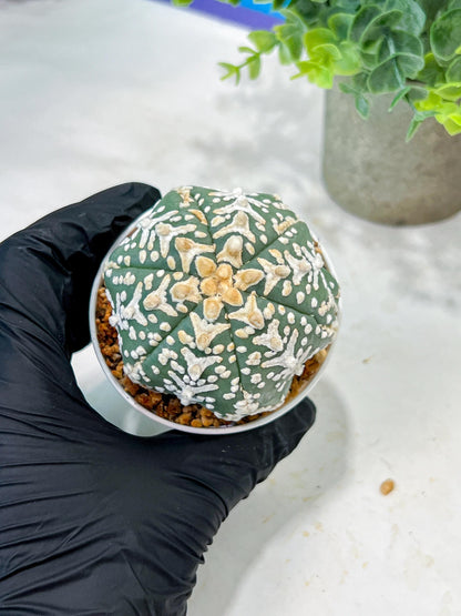 Custom Order- We’ll send you the exact live plant pictured (T5) (o4) | Las Vegas PLANT SELLER| 3" Pot