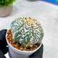Custom Order- We’ll send you the exact live plant pictured (T5) (o4) | Las Vegas PLANT SELLER| 3" Pot