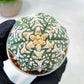 Custom Order- We’ll send you the exact live plant pictured (T5) (o4) | Las Vegas PLANT SELLER| 3" Pot