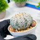 Custom Order- We’ll send you the exact live plant pictured (T5) (o5) | Las Vegas Plant Shp | 3" Pot